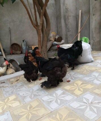 Koxinxin xoruzIarı və toyuqIarı satılır. 2 xoruz 2 toyuq. XoruzIardan