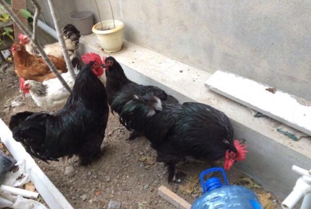 Koxinxin xoruzIarı və toyuqIarı satılır. 2 xoruz 2 toyuq. XoruzIardan