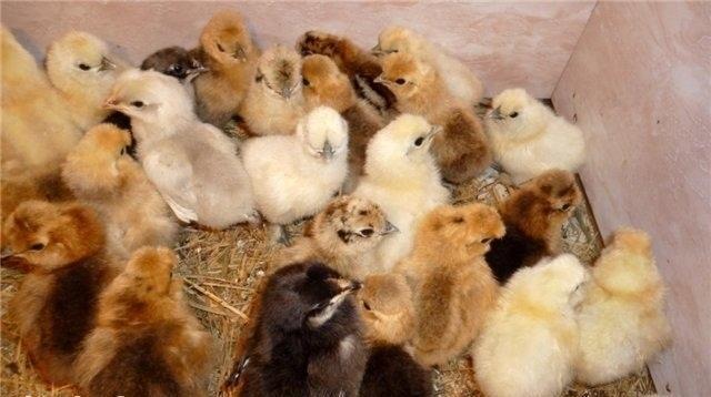 Kənd cücələri rənbərəng