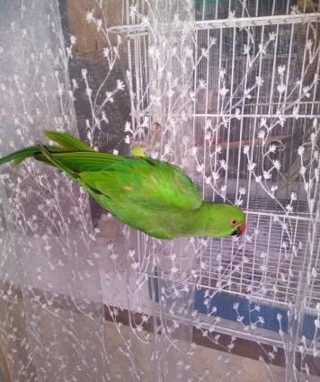 1 yashinda tam saglam ojereloviy papuqay.bol vitaminlerle beslenob ev