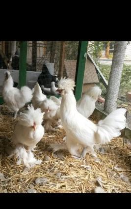 Mende her cur dekorotiv quslar var.