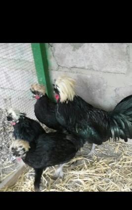 Mende her cur dekorotiv quslar var.