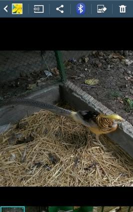 Mende her cur dekorotiv quslar var.