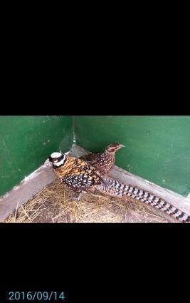 Mende her cur dekorotiv quslar var.