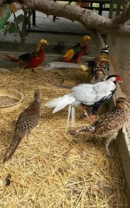 Mende her cur dekorotiv quslar var.