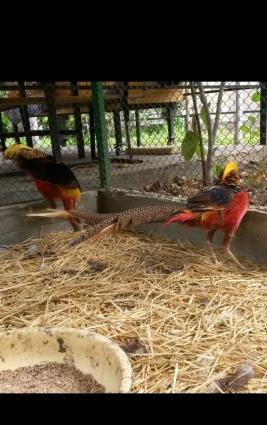 Mende her cur dekorotiv quslar var.