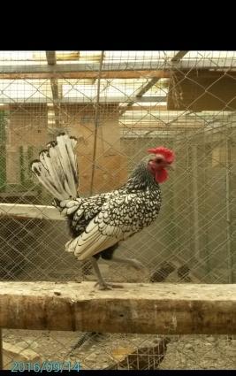 Mende her cur dekorotiv quslar var.