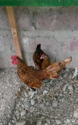 Mende her cur dekorotiv quslar var.