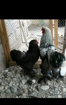 Mende her cur dekorotiv quslar var.