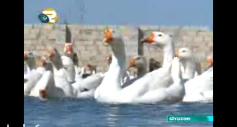 Salam.Bu qazlar Ukraniye sortlu qazlardir,tam saglamdirlar,xususi qull