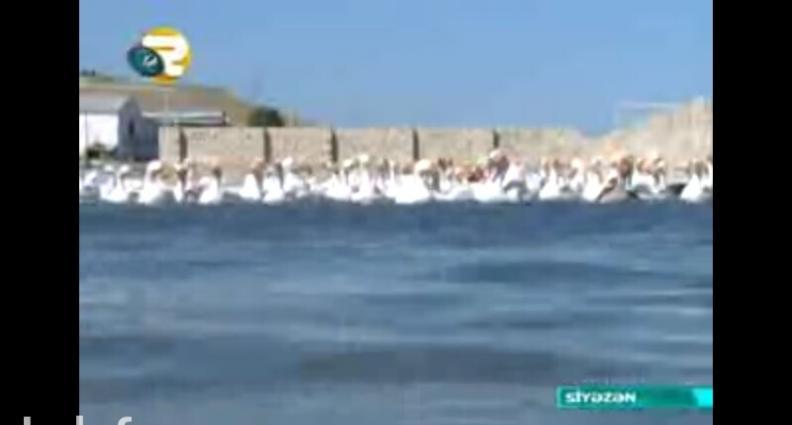 Salam.Bu qazlar Ukraniye sortlu qazlardir,tam saglamdirlar,xususi qull