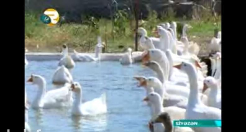 Salam.Bu qazlar Ukraniye sortlu qazlardir,tam saglamdirlar,xususi qull