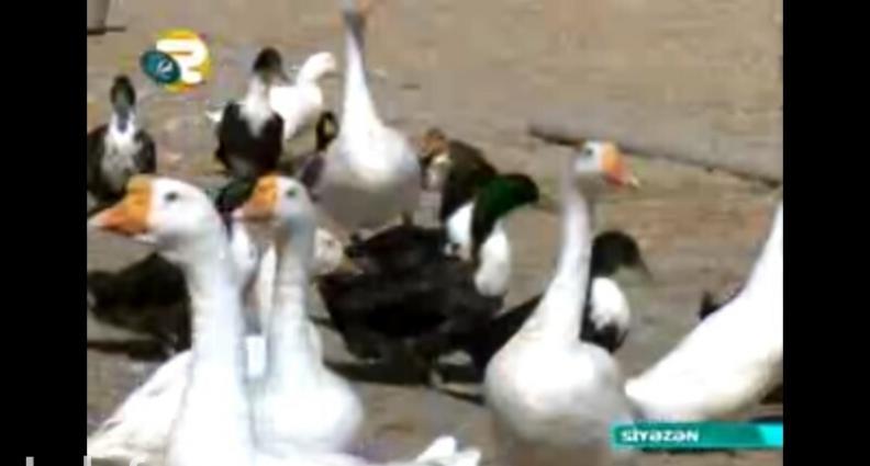 Salam.Bu qazlar Ukraniye sortlu qazlardir,tam saglamdirlar,xususi qull