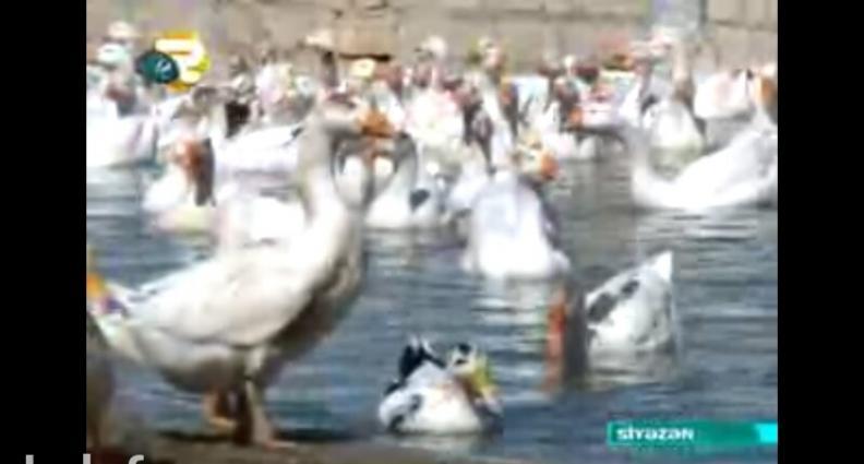 Salam.Bu qazlar Ukraniye sortlu qazlardir,tam saglamdirlar,xususi qull