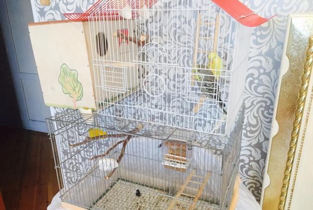 Saf qan çex papuqaylarimi satiram,