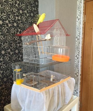 Saf qan çex papuqaylarimi satiram,