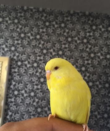 Saf qan çex papuqaylarimi satiram,