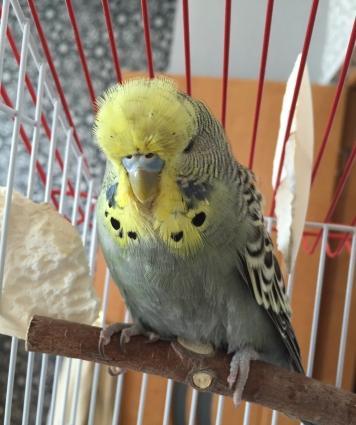 Saf qan çex papuqaylarimi satiram,