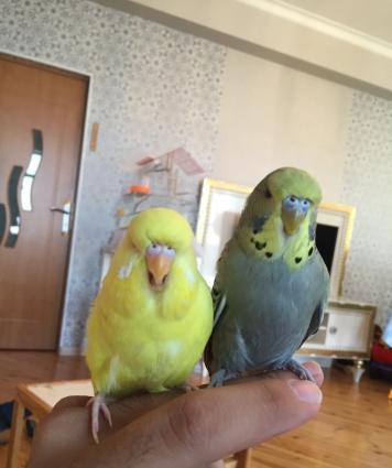 Saf qan çex papuqaylarimi satiram,