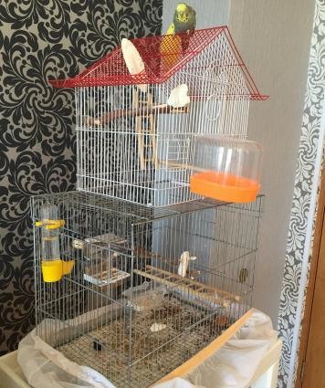 Saf qan çex papuqaylarimi satiram,