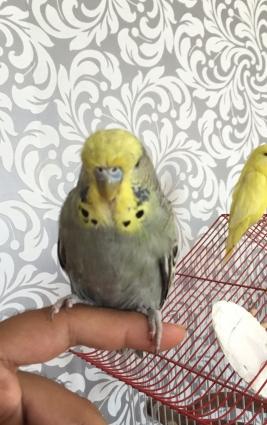 Saf qan çex papuqaylarimi satiram,