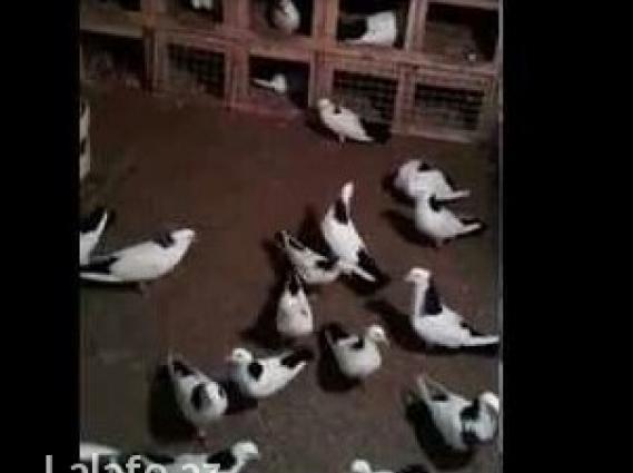 salam 30 dene boynu gullu lazimdi kimde 1 2 3 4 10 varsa alir