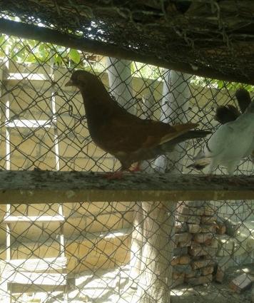 king geyerchinleri etlik sort