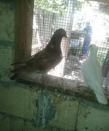 king geyerchinleri etlik sort