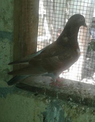 king geyerchinleri etlik sort