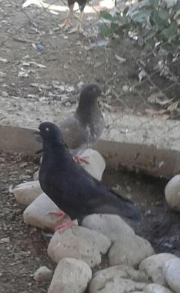 king geyerchinleri etlik sort