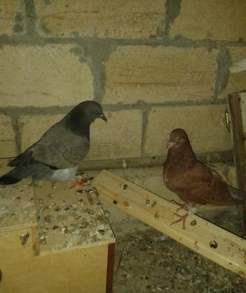 king geyerchinleri etlik sort