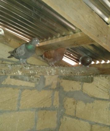 king geyerchinleri etlik sort