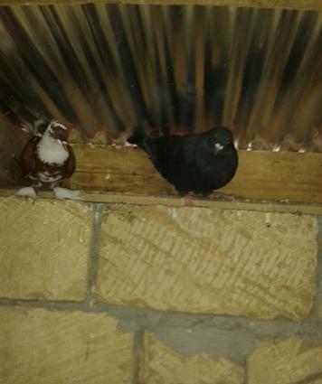 king geyerchinleri etlik sort