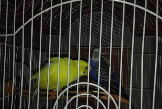 PapuqayEvde saxlama seraiti olmadigi ucun satiram. Qefesle bir yerde,