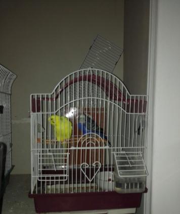 PapuqayEvde saxlama seraiti olmadigi ucun satiram. Qefesle bir yerde,