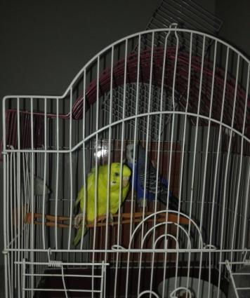 PapuqayEvde saxlama seraiti olmadigi ucun satiram. Qefesle bir yerde,