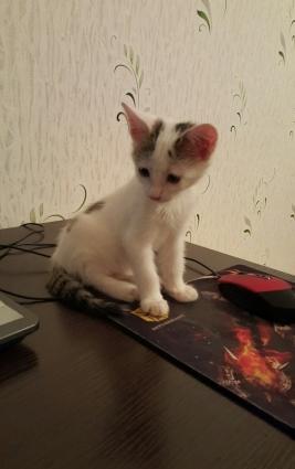 2 ayliq bala piwikdi