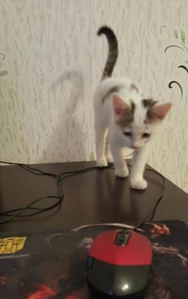 2 ayliq bala piwikdi