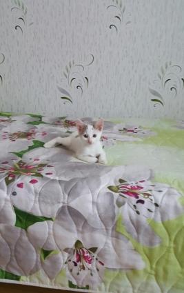 2 ayliq bala piwikdi