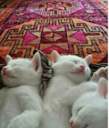 2 ayliq 3 ag turk-van pi****leri.pi****leri satiram! ag pi****lerden biri