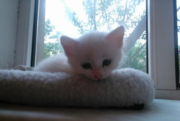 2 ayliq 3 ag turk-van pi****leri.pi****leri satiram! ag pi****lerden biri