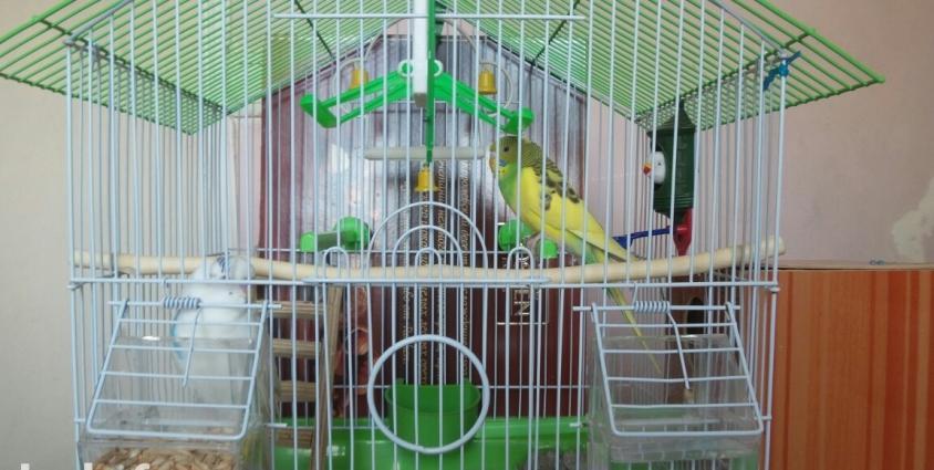 2 dene balaca tutuquşu (papuqay) satıram qiymeti 60 azn. Biri erker ağ