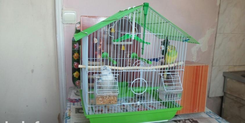 2 dene balaca tutuquşu (papuqay) satıram qiymeti 60 azn. Biri erker ağ