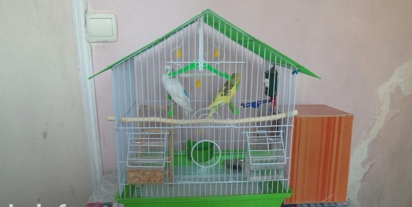 2 dene balaca tutuquşu (papuqay) satıram qiymeti 60 azn. Biri erker ağ