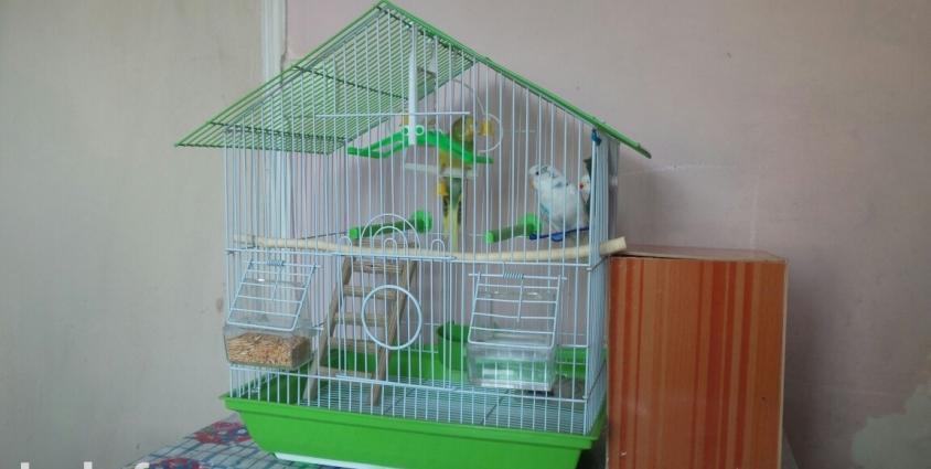 2 dene balaca tutuquşu (papuqay) satıram qiymeti 60 azn. Biri erker ağ