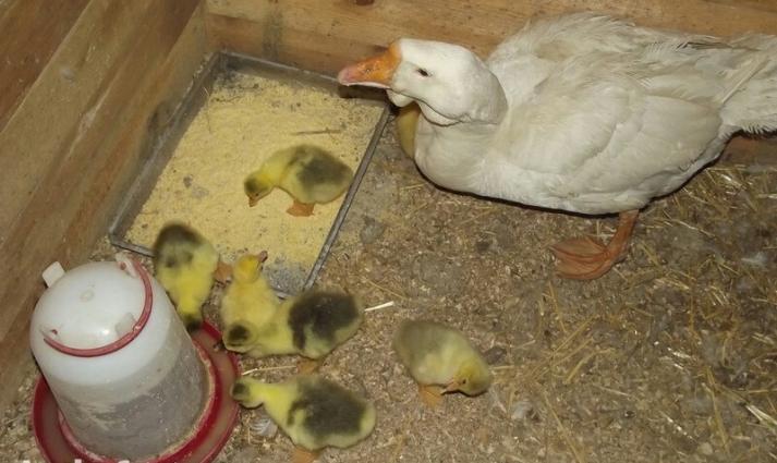 kuban ve linda gazi ikside mayadi