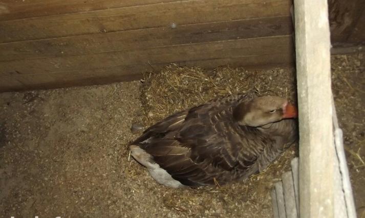 kuban ve linda gazi ikside mayadi