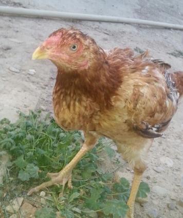 heyratı xoruz 2 fərəsilə birlikdə satılır tək prablemi xoruzun bir göz