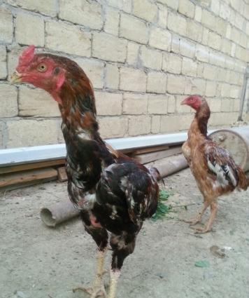 heyratı xoruz 2 fərəsilə birlikdə satılır tək prablemi xoruzun bir göz