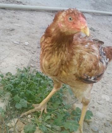 heyratı xoruz 2 fərəsilə birlikdə satılır tək prablemi xoruzun bir göz